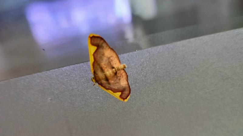 유리창의 앞노랑가지나방 (Nothomiza aureolaria); DISPLAY FULL IMAGE.