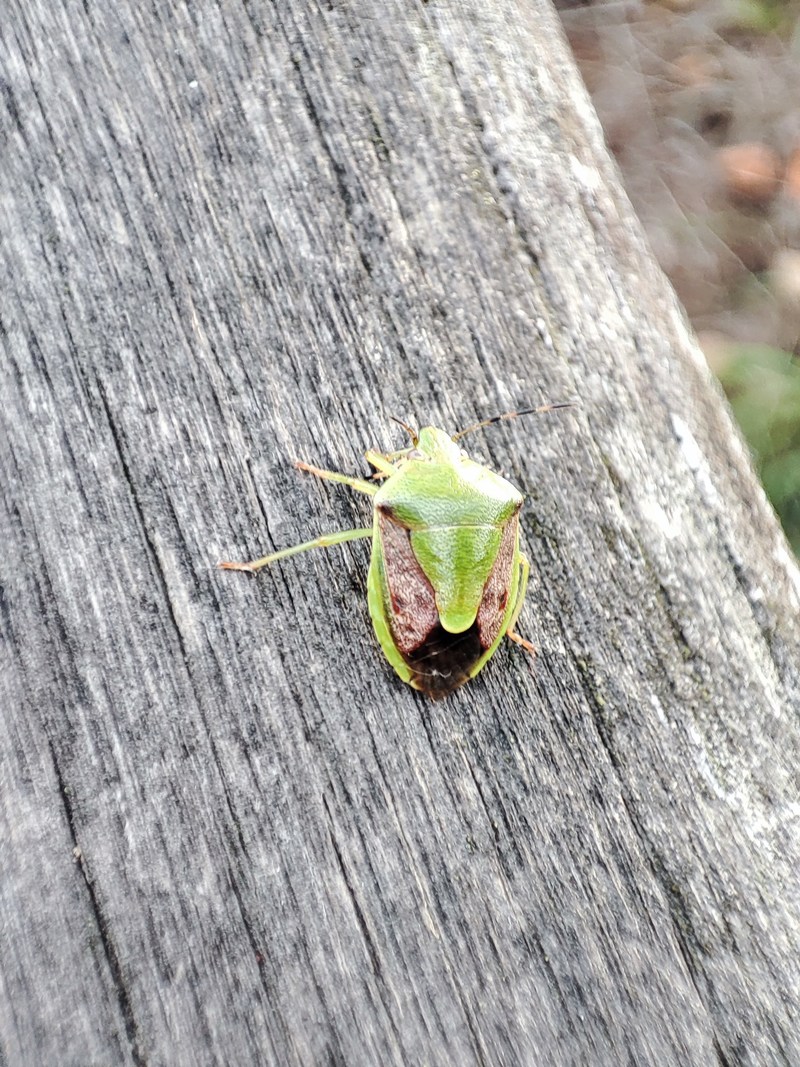 난간의 갈색날개노린재 (Plautia stali); DISPLAY FULL IMAGE.