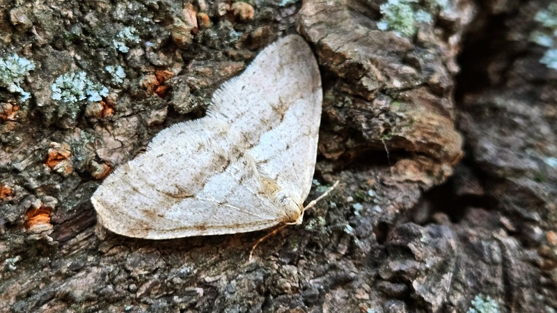 나무줄기의 줄겨울물결자나방 (Operophtera rectipostmediana) (추정); DISPLAY FULL IMAGE.