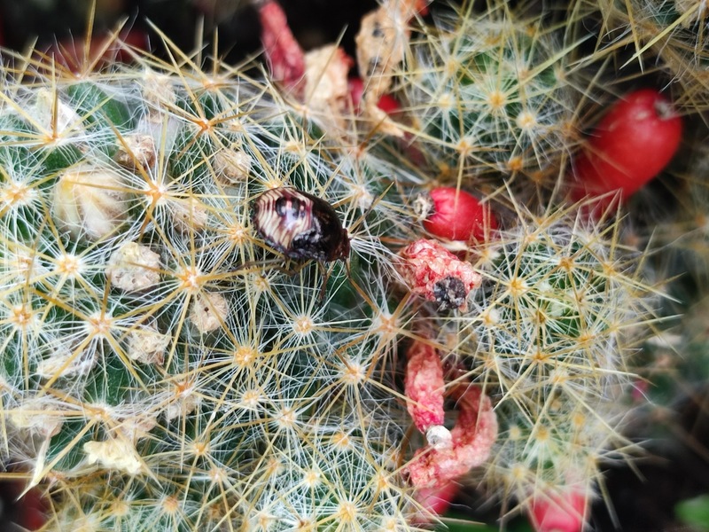 선인장의 애기노린재 (Rubiconia intermedia) 약충; DISPLAY FULL IMAGE.