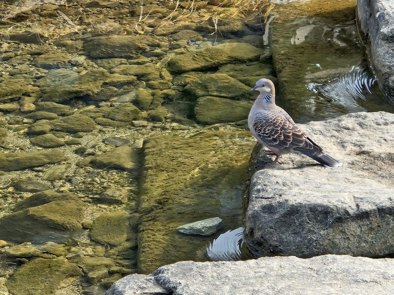 냇가의 멧비둘기 (Streptopelia orientalis); DISPLAY FULL IMAGE.