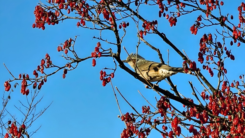 산수유 열매와 직박구리 (Hypsipetes amaurotis); DISPLAY FULL IMAGE.