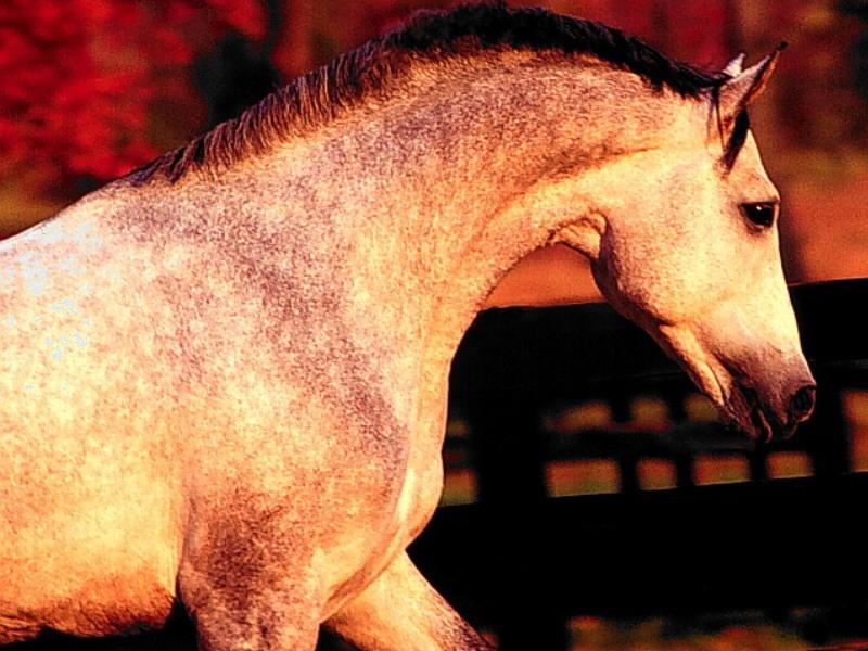 Domestic Horse (Equus caballus) {!--말-->; DISPLAY FULL IMAGE.