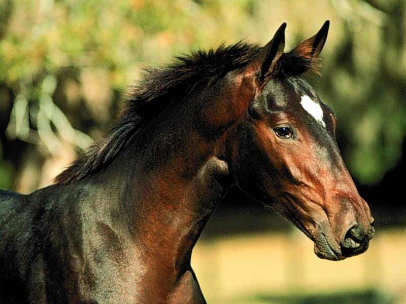 Domestic Horse (Equus caballus) {!--말--> head; DISPLAY FULL IMAGE.