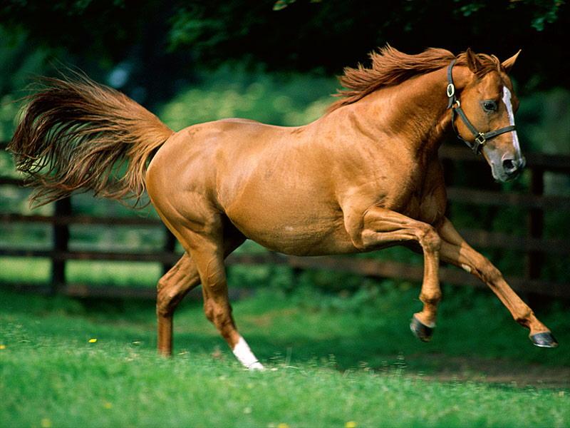Domestic Horse (Equus caballus) {!--말--> runs; DISPLAY FULL IMAGE.