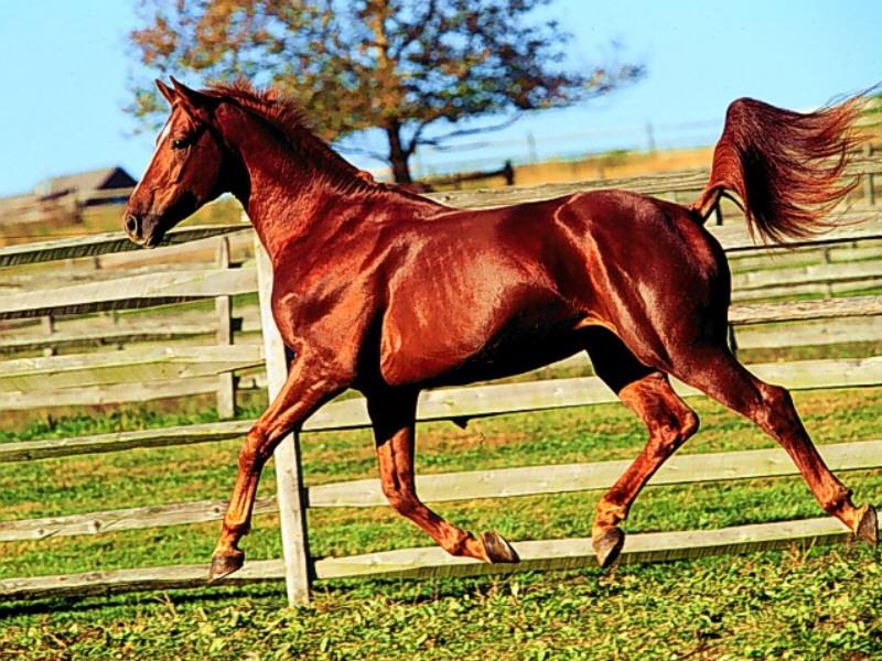 Domestic Horse (Equus caballus) {!--말--> running; DISPLAY FULL IMAGE.
