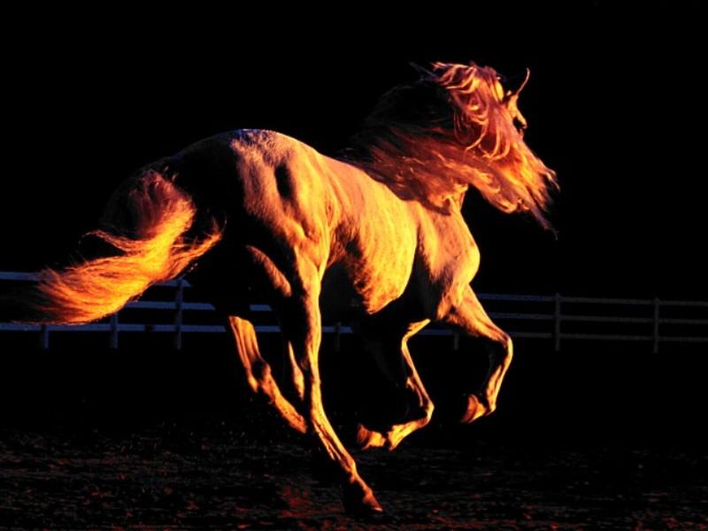 Domestic Horse (Equus caballus) {!--말--> running; DISPLAY FULL IMAGE.