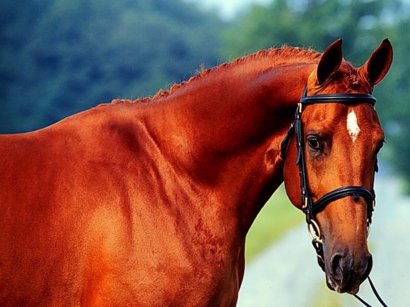 Domestic Horse (Equus caballus) {!--말--> head; DISPLAY FULL IMAGE.