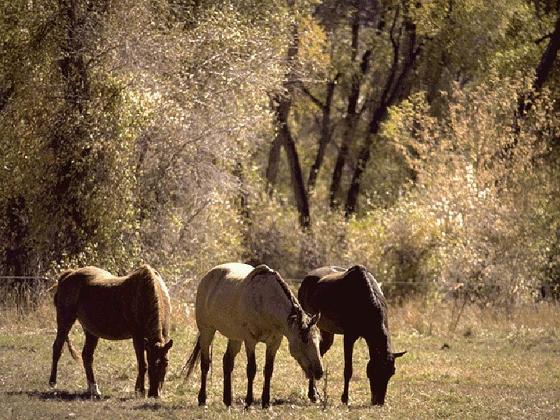 Domestic Horses (Equus caballus) {!--말--> grazing; DISPLAY FULL IMAGE.