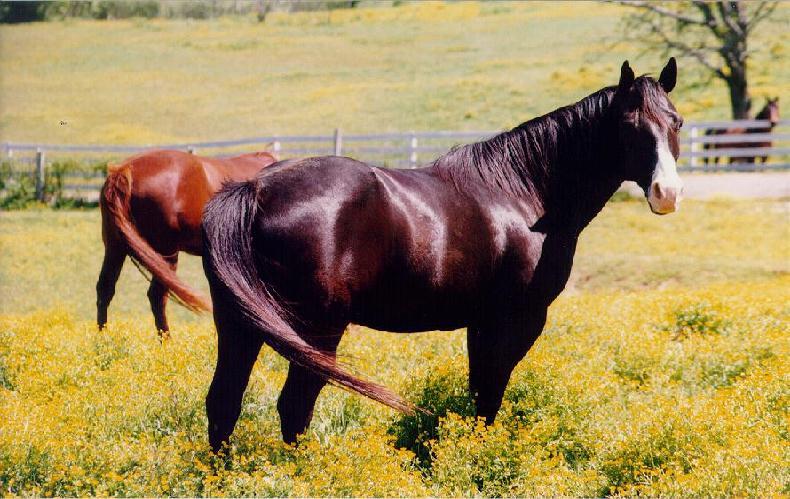 Domestic Horse (Equus caballus) {!--말-->; DISPLAY FULL IMAGE.
