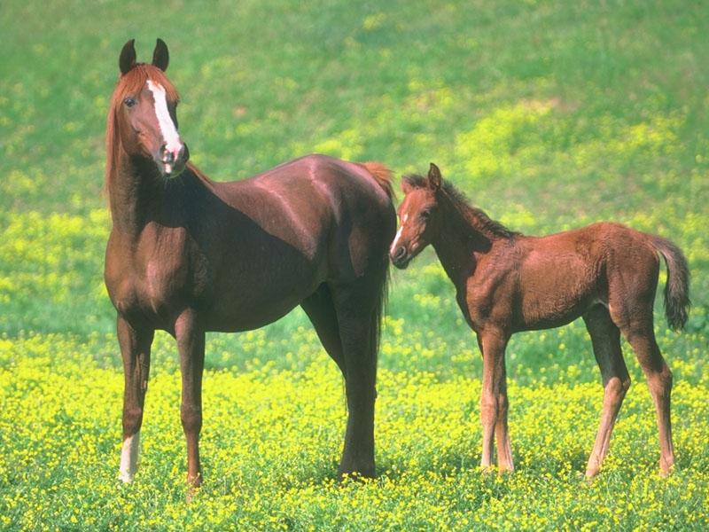 Domestic Horses (Equus caballus) {!--말--> mother and foal; DISPLAY FULL IMAGE.