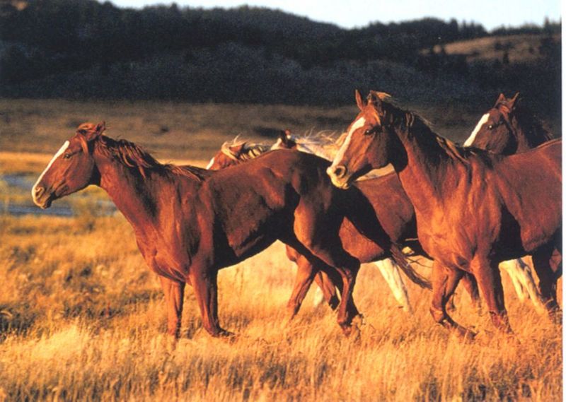Domestic Horses (Equus caballus) {!--말--> running; DISPLAY FULL IMAGE.