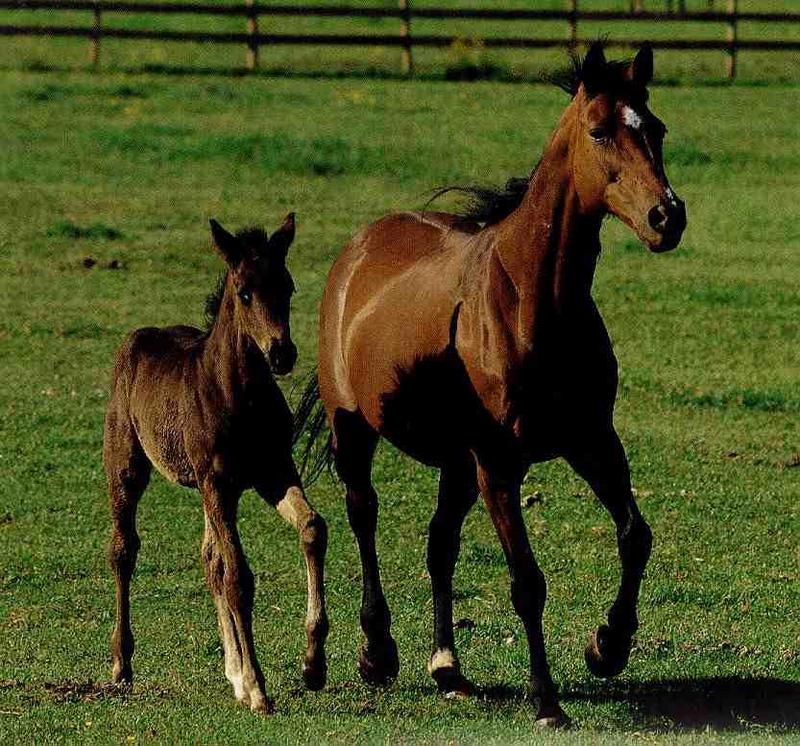 Domestic Horses (Equus caballus) {!--말--> mother and foal; DISPLAY FULL IMAGE.