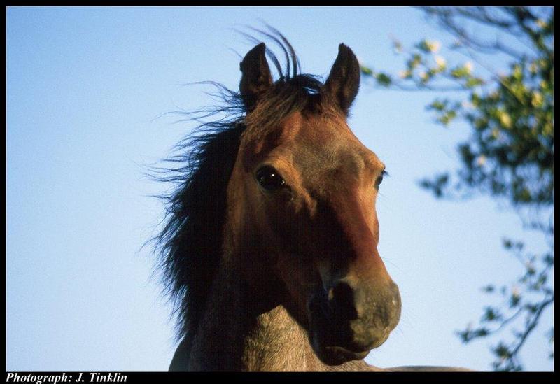 Domestic Horse (Equus caballus) {!--말--> face; DISPLAY FULL IMAGE.