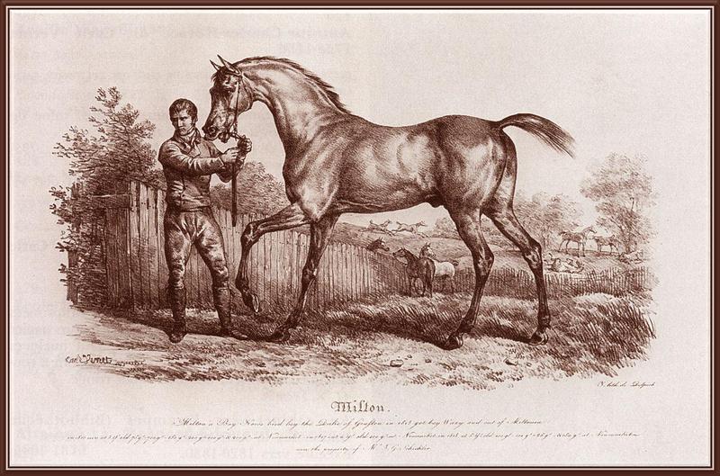 [Animal Art] Domestic Horse (Equus caballus) {!--말-->; DISPLAY FULL IMAGE.