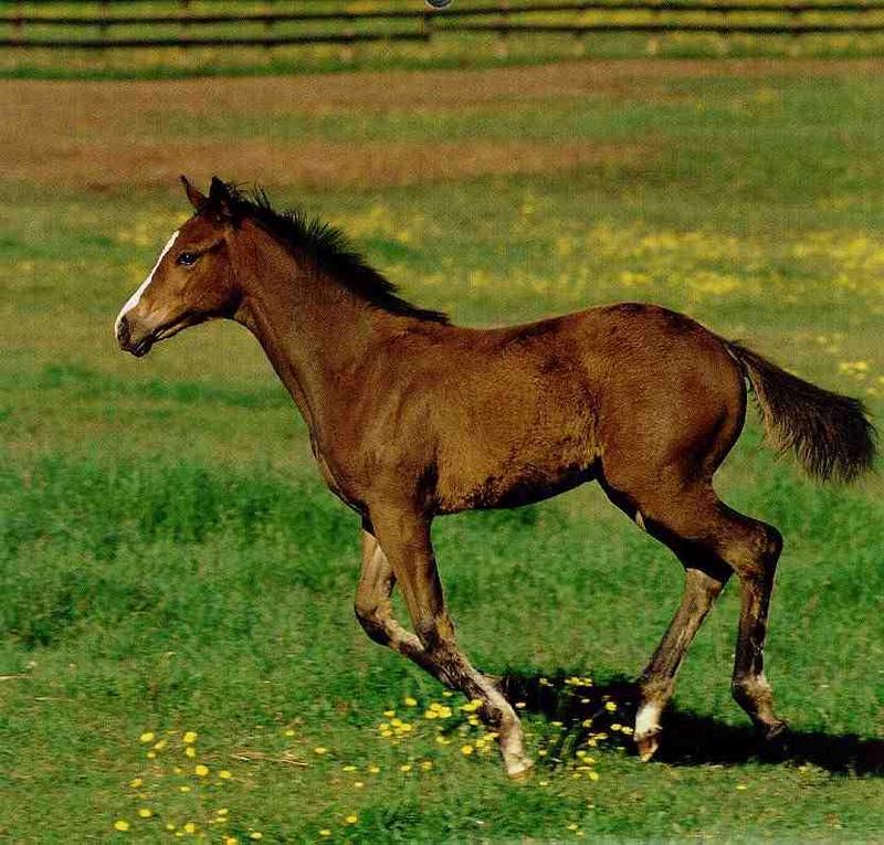 Domestic Horse (Equus caballus) {!--말--> running foal; DISPLAY FULL IMAGE.