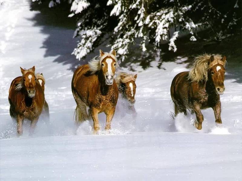 Domestic Horses (Equus caballus) {!--말--> running in snow; DISPLAY FULL IMAGE.
