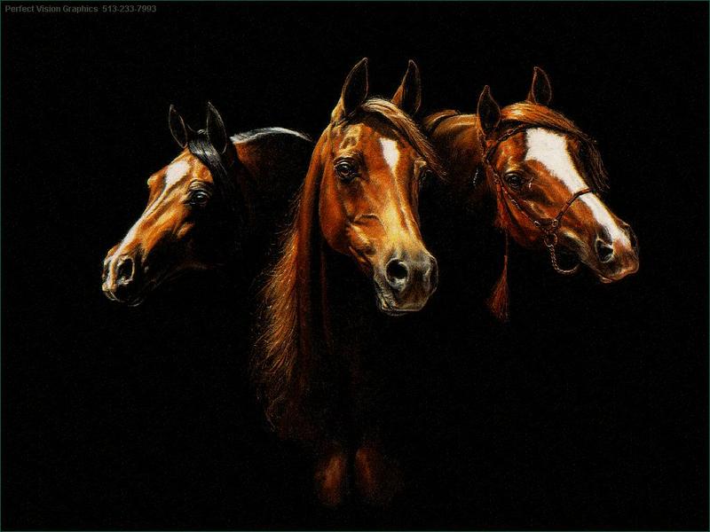 Domestic Horses (Equus caballus) {!--말-->; DISPLAY FULL IMAGE.