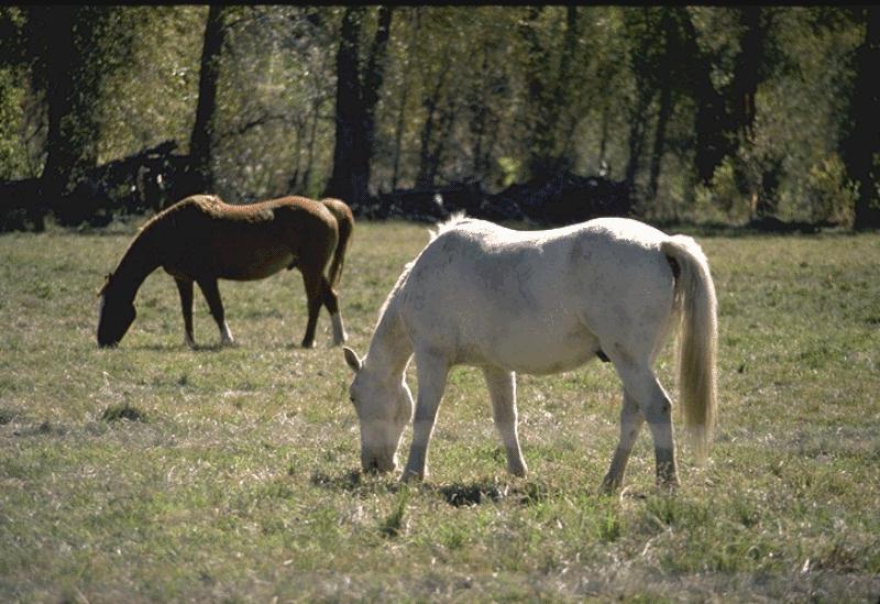 Domestic Horses (Equus caballus) {!--말-->; DISPLAY FULL IMAGE.