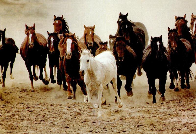 Domestic Horses (Equus caballus) {!--말--> running; DISPLAY FULL IMAGE.