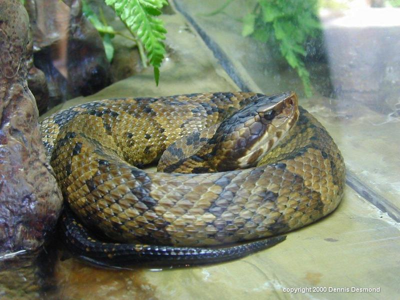 Cottonmouth snake (Agkistrodon piscivorus) {!--늪살모사, Water Moccasin-->; DISPLAY FULL IMAGE.