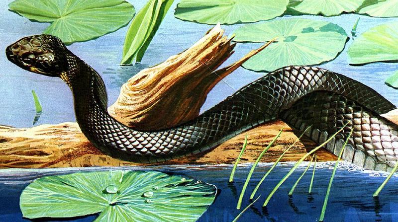 [Animal Art] Cottonmouth snake (Agkistrodon piscivorus) {!--늪살모사, Water Moccasin-->; DISPLAY FULL IMAGE.