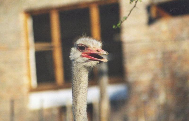 Ostrich(Struthio camelus) {!--타조(駝鳥)-->; DISPLAY FULL IMAGE.
