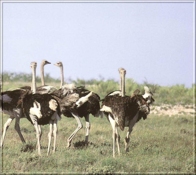 Ostrich(Struthio camelus) {!--타조(駝鳥)-->; DISPLAY FULL IMAGE.