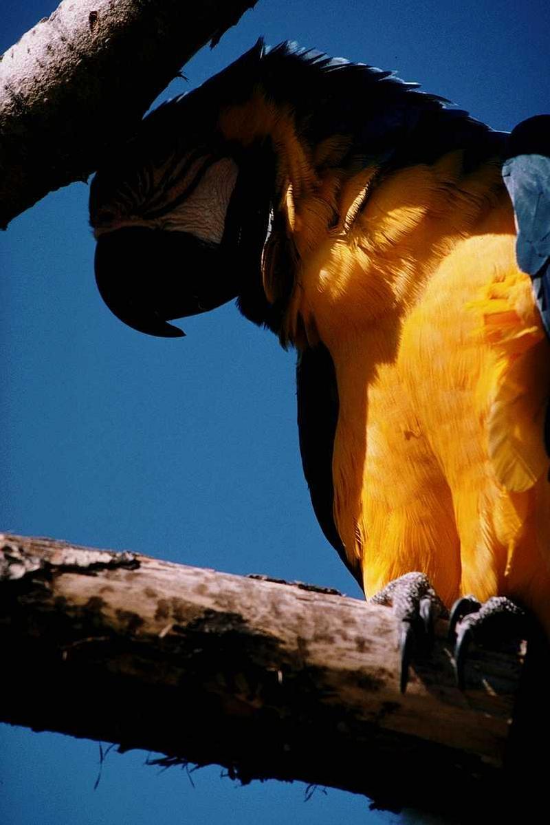 Blue-and-yellow macaw (Ara ararauna) {!--청황금강앵무-->; DISPLAY FULL IMAGE.