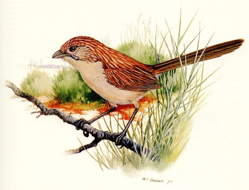 [Animal Art] Eyrean Grasswren - Amytornis goyderi (Gould, 1875) - painting by W.T. Cooper (1977); DISPLAY FULL IMAGE.