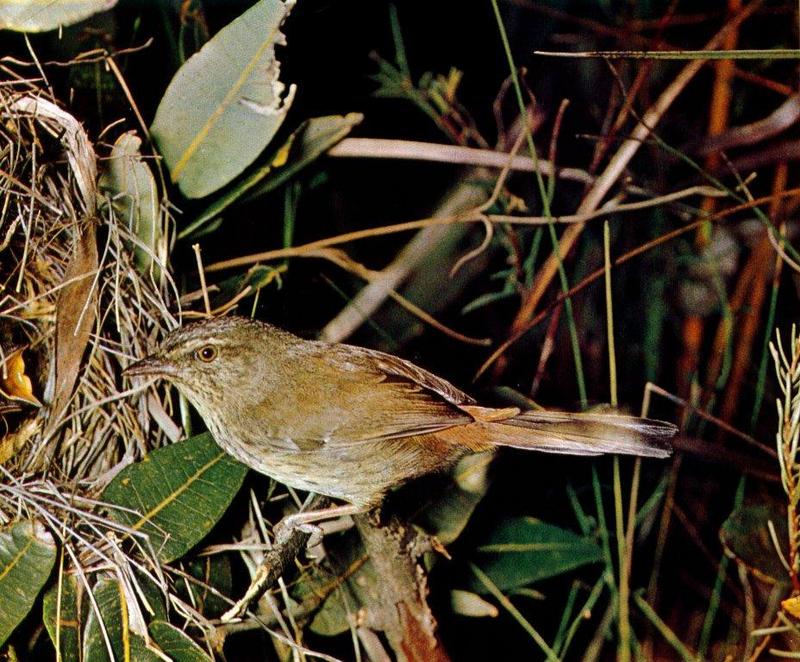 Australia: Heathwren; DISPLAY FULL IMAGE.