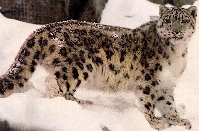 Snow Leopard (Uncia uncia) {!--설표-->; DISPLAY FULL IMAGE.