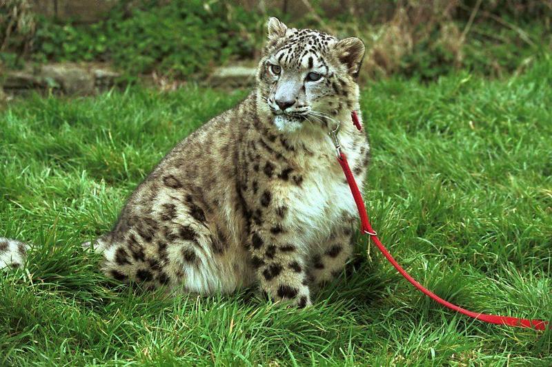Snow Leopard (Uncia uncia) {!--설표-->; DISPLAY FULL IMAGE.