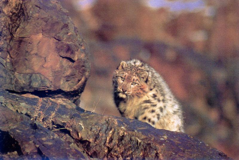 Mongolia: Snow Leopard (Uncia uncia) {!--설표-->; DISPLAY FULL IMAGE.