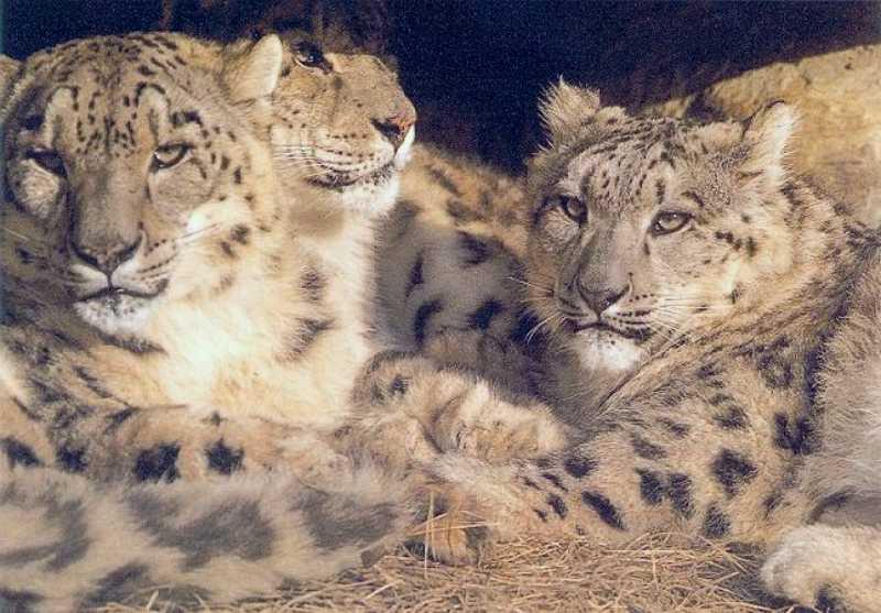 Snow Leopards (Uncia uncia) {!--설표-->; DISPLAY FULL IMAGE.