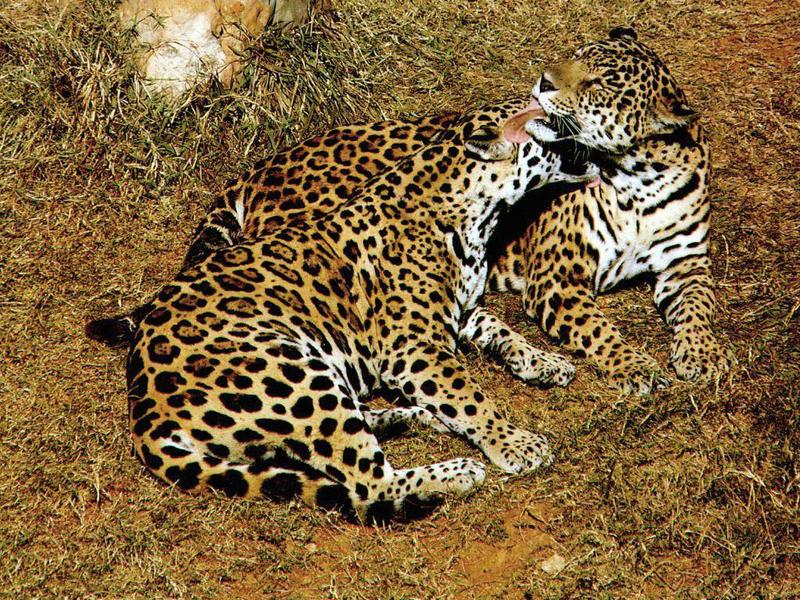 Jaguars (Panthera onca) {!--재규어--> - pair; DISPLAY FULL IMAGE.