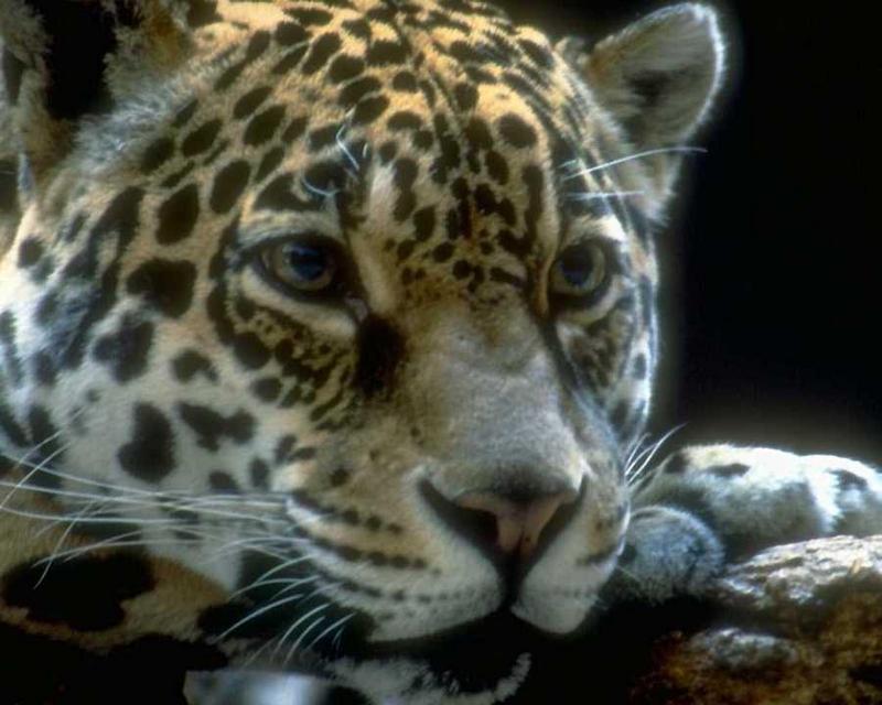 Jaguar (Panthera onca) {!--재규어--> face; DISPLAY FULL IMAGE.