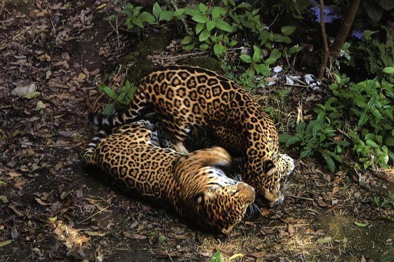 Jaguars (Panthera onca) {!--재규어-->; DISPLAY FULL IMAGE.