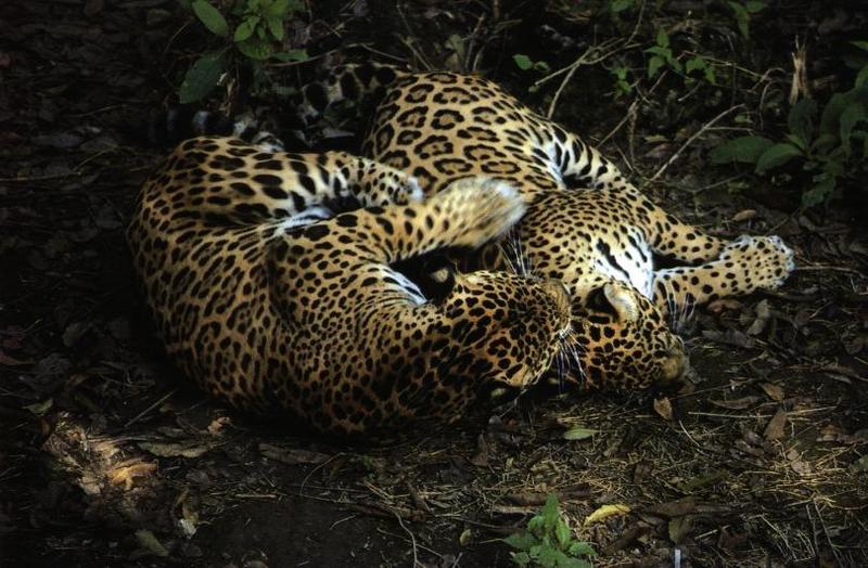 Jaguars (Panthera onca) {!--재규어-->; DISPLAY FULL IMAGE.