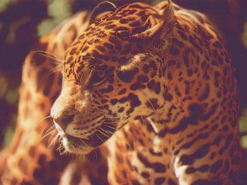 Jaguar (Panthera onca) {!--재규어-->; DISPLAY FULL IMAGE.
