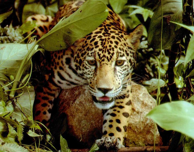 Jaguar (Panthera onca) {!--재규어-->; DISPLAY FULL IMAGE.