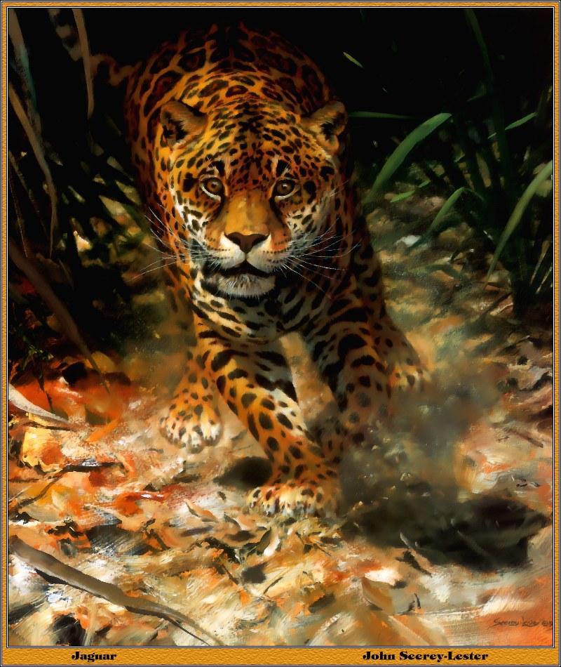 [Animal Art by John Seerey-Lester] Jaguar (Panthera onca) {!--재규어-->; DISPLAY FULL IMAGE.