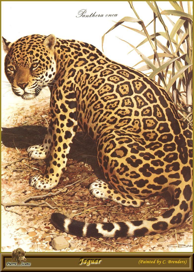[Animal Art by Carl Brenders] Jaguar (Panthera onca) {!--재규어-->; DISPLAY FULL IMAGE.