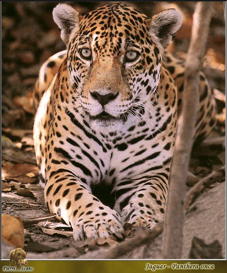 Jaguar (Panthera onca) {!--재규어-->; Image ONLY