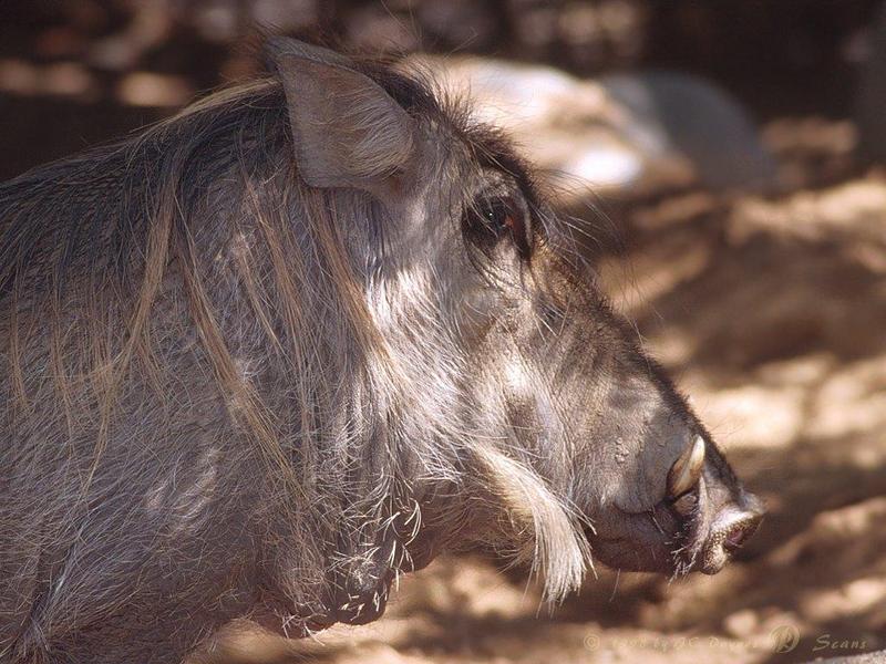 Warthog (Phacochoerus aethiopicus) {!--사마귀멧돼지-->; DISPLAY FULL IMAGE.