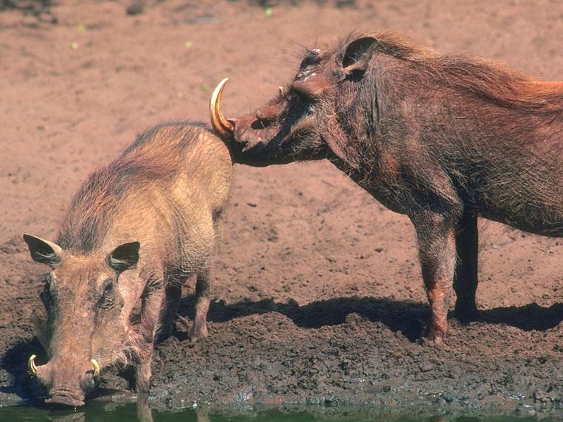 Warthogs (Phacochoerus aethiopicus) {!--사마귀멧돼지-->; DISPLAY FULL IMAGE.