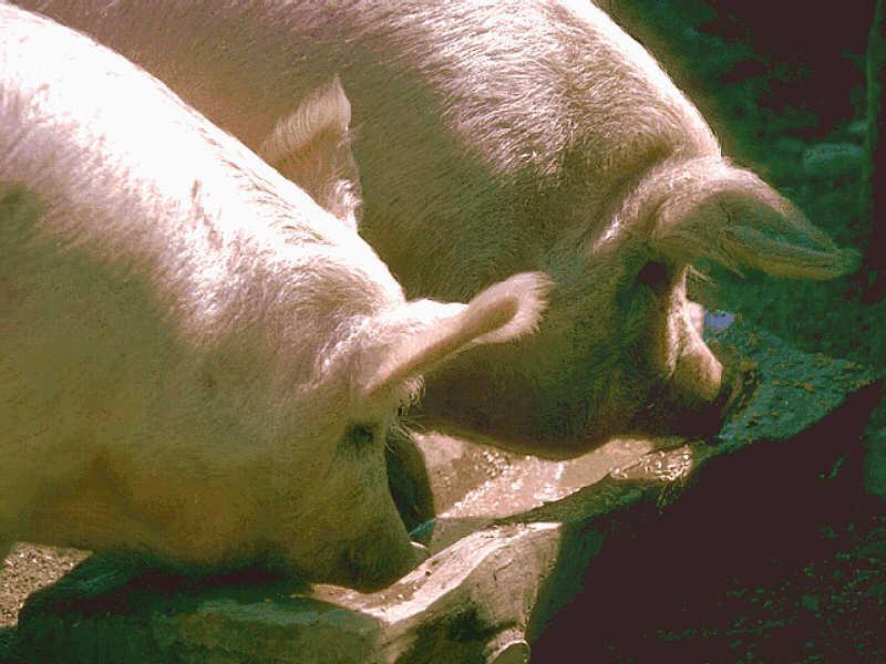Feral Pigs(Sus scrofa var. domesticus) {!--집돼지-->; DISPLAY FULL IMAGE.