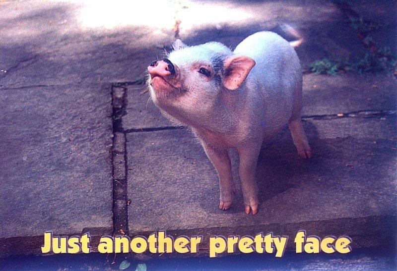 Piglet: Feral Pigs(Sus scrofa var. domesticus) {!--집돼지-->; DISPLAY FULL IMAGE.