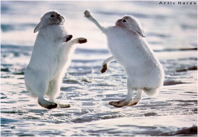 Arctic Hare (Lepus arcticus) {!--북극토끼--> - fighting males; DISPLAY FULL IMAGE.
