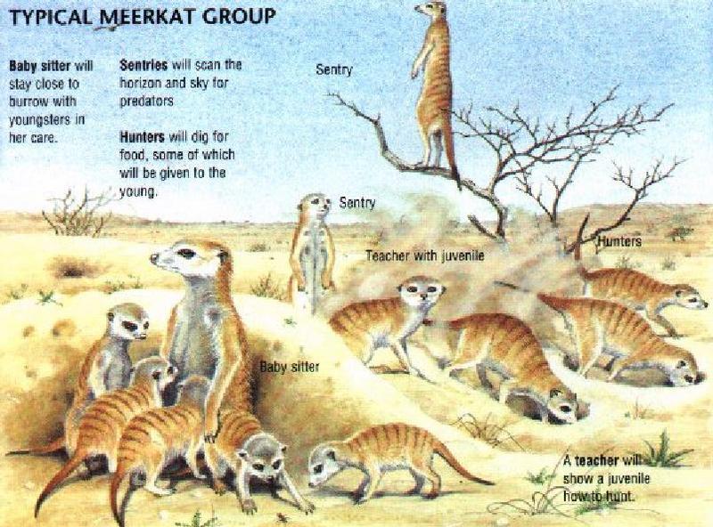 Meerkat (Suricata suricatta) {!--Suricate, 미어캣--> fact sheet; DISPLAY FULL IMAGE.
